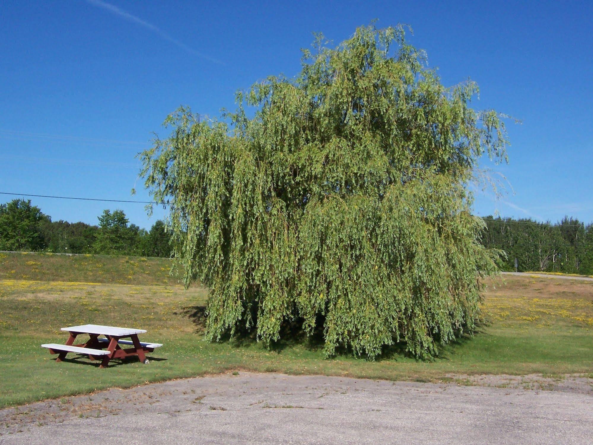 Wayside Motel Manitoulin Manitowaning Экстерьер фото